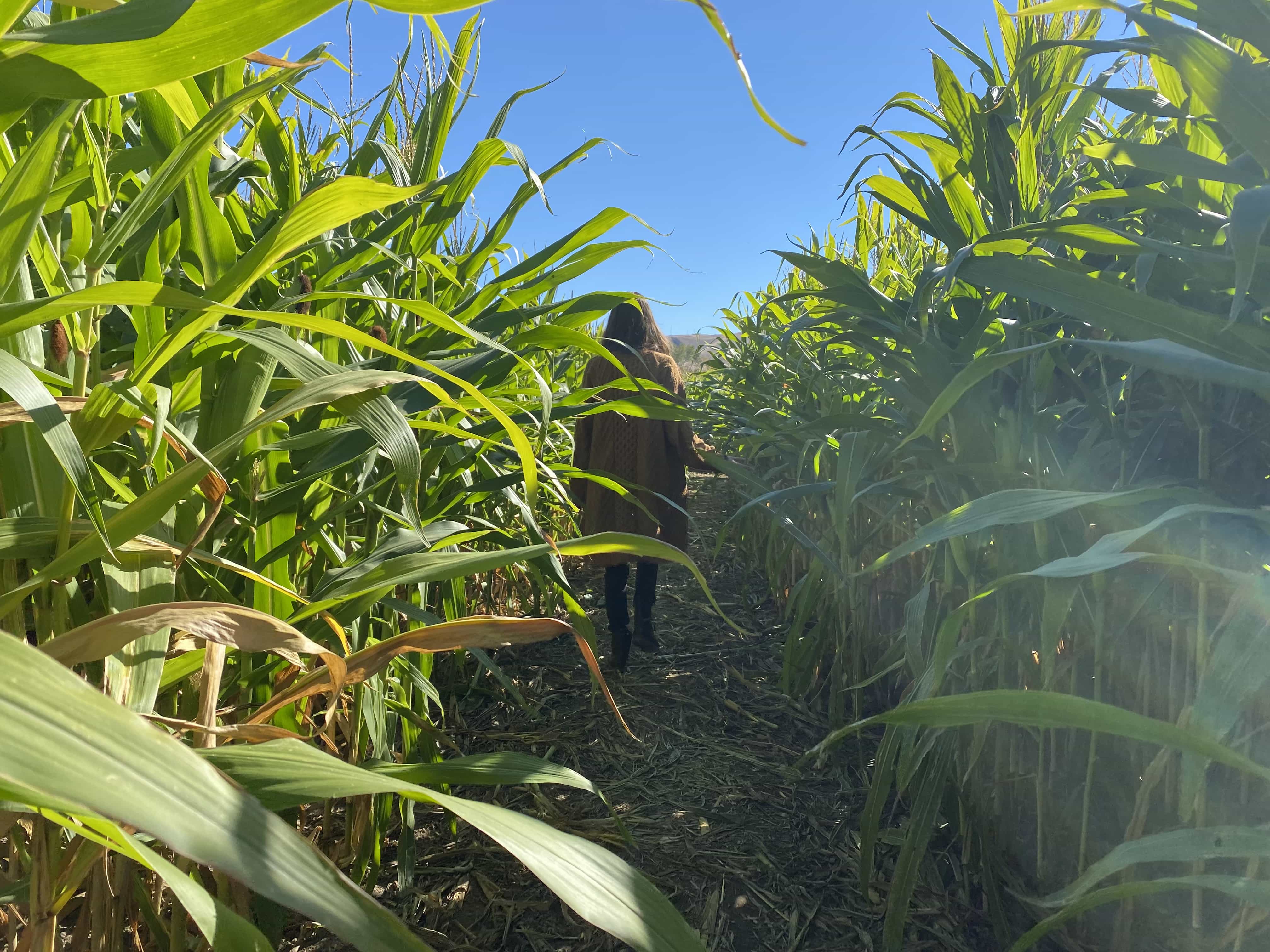 Union Gap Corn Maze: A Labyrinthine Adventure Awaits | Paraiso Island